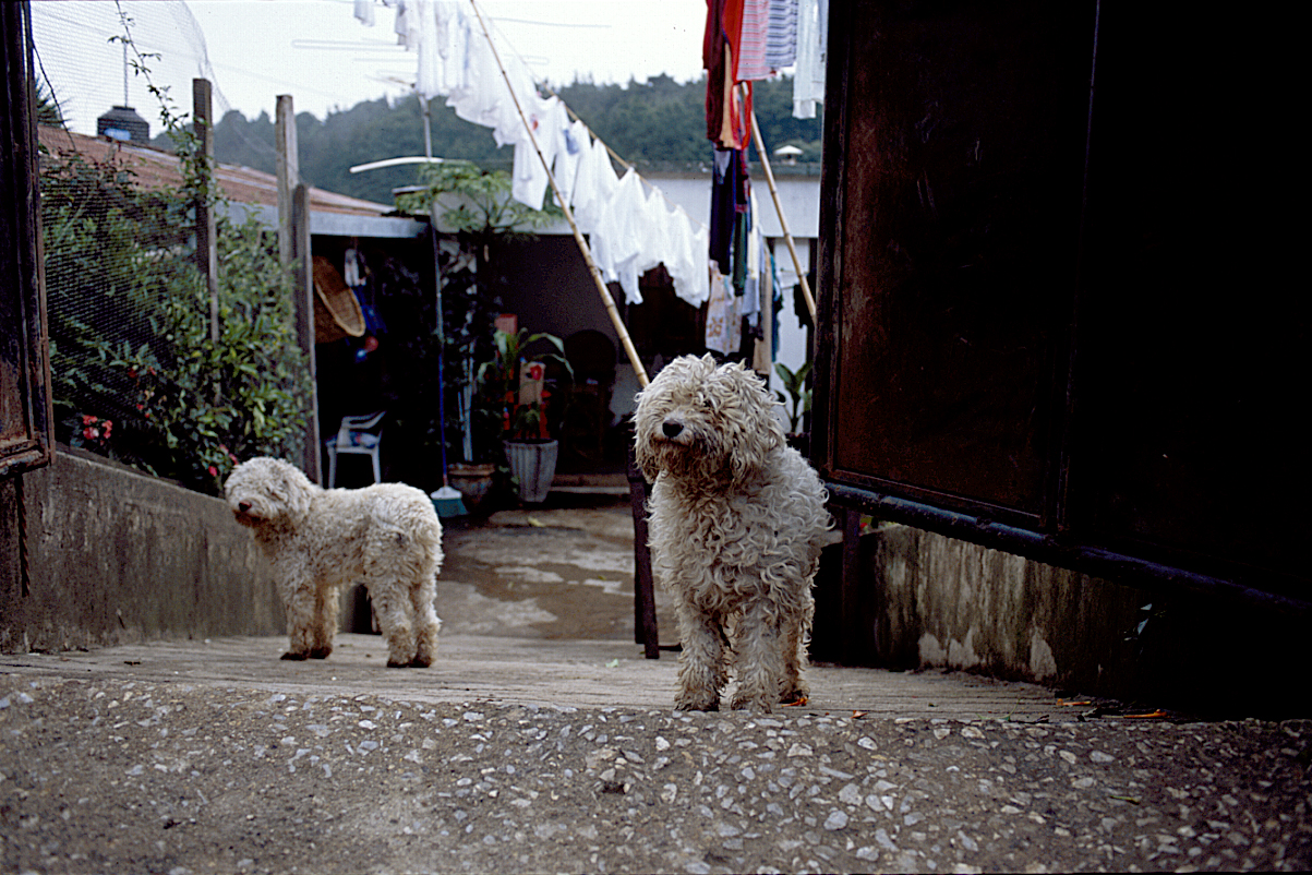 Los Perritos
