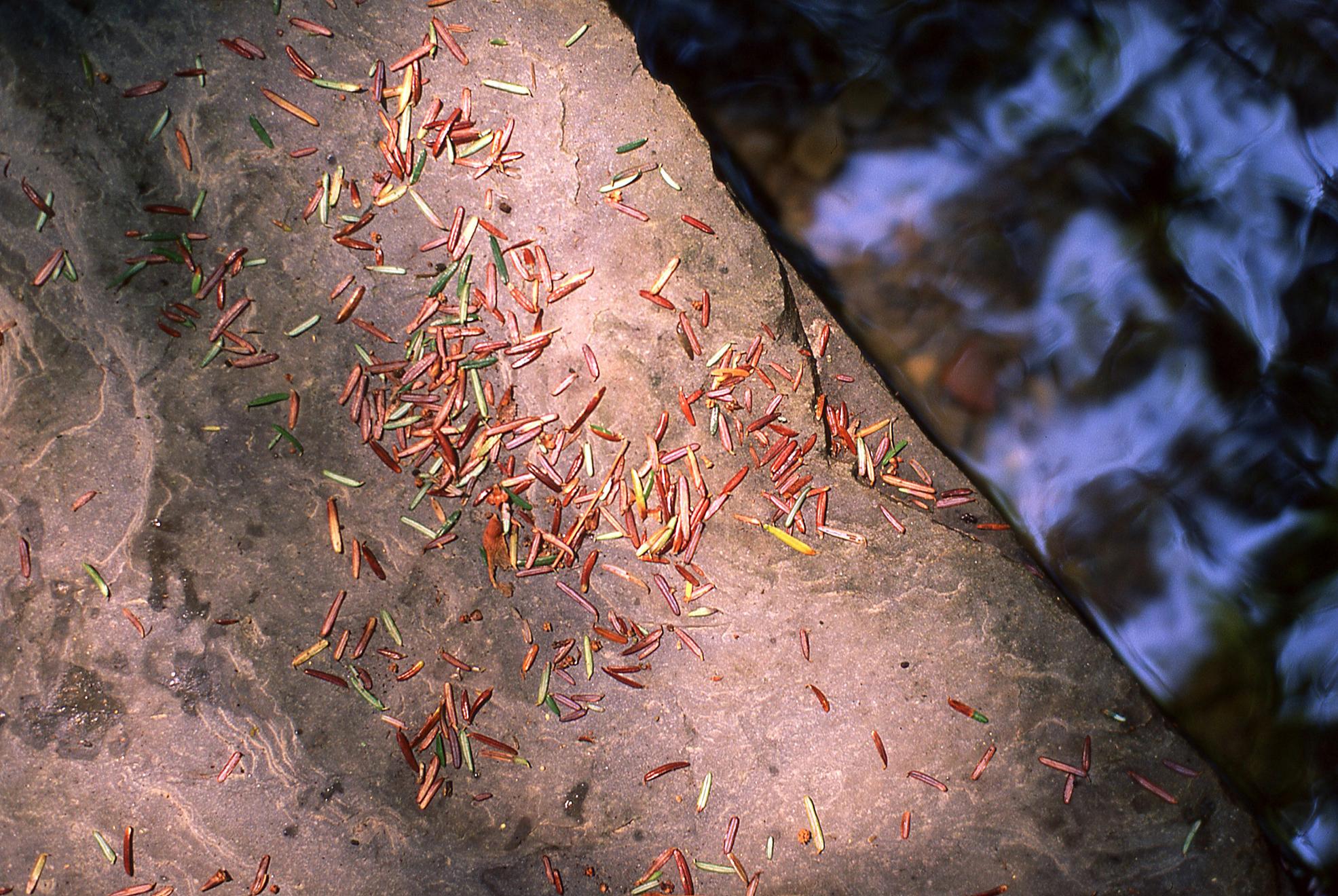 Needles