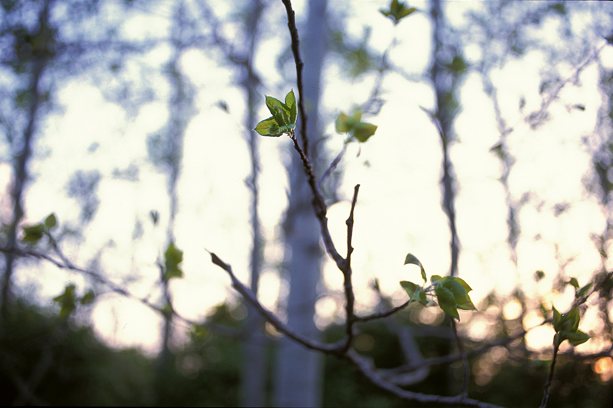 New Leaves