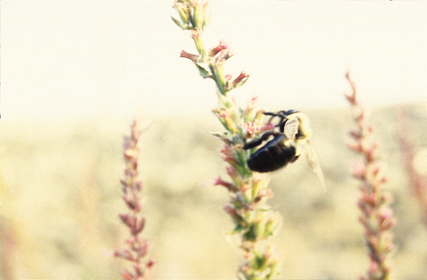 Nectar